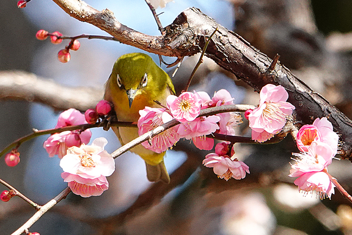 000_260214144tm X900 ◎メジロ 思いのまま 保土ヶ谷公園 RX10M4.jpg