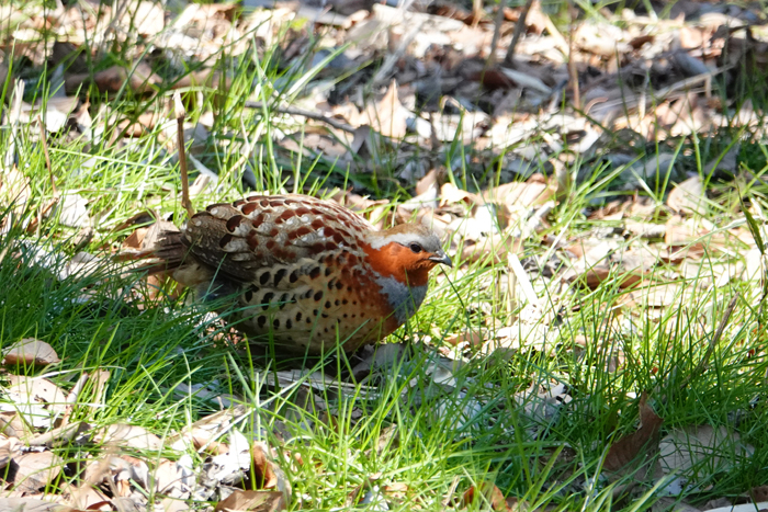 000_260311066 X700 ◎コジュケイ 舞岡公園 RX10M4.jpg