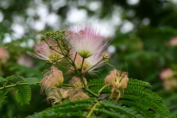 000_250614053 X700 ネムノキ 保土ヶ谷公園 Z18-140.jpg