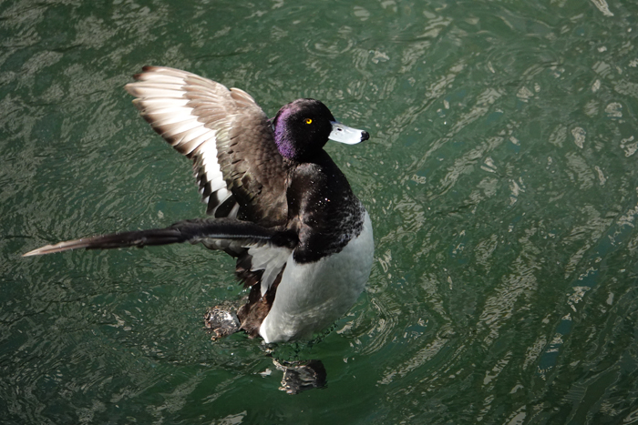 000_260125005 X700 帷子川 RX10M4.jpg