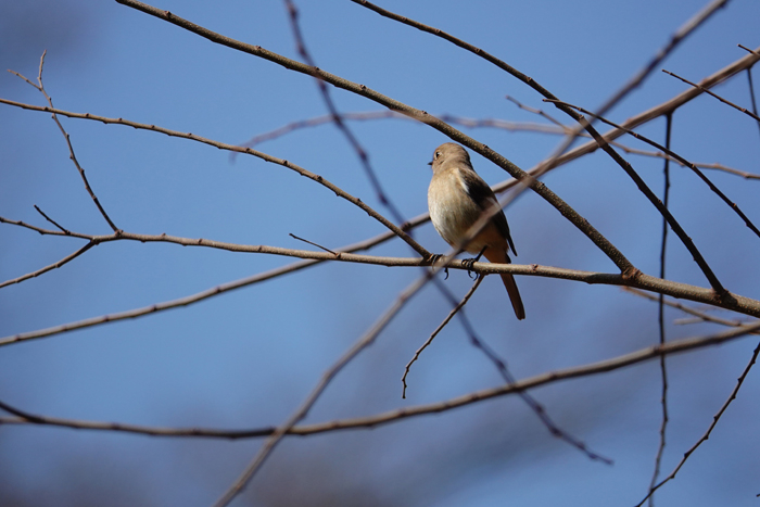 000_260311167 X700 ◎モズ 舞岡公園→舞岡駅 RX10M4.jpg
