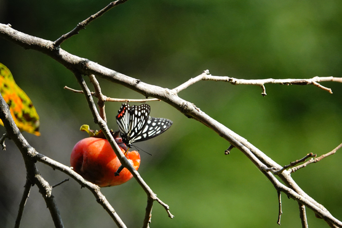 000_241011149 X700 ◎舞岡公園 アカボシ yellow straw RX10M4.jpg