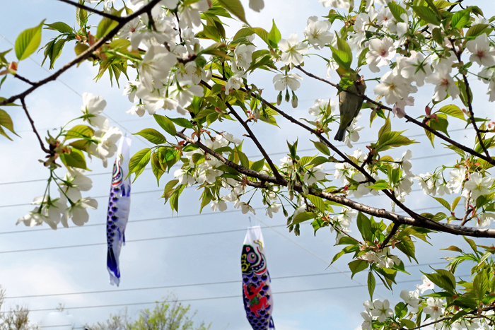 000_260327024 X700 ◎ヤマザクラ メジロ 鯉のぼり 帷子川 G7X.jpg