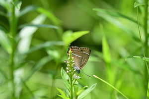 036_240718017 X900 ◎箱根湿生花園 ミドリ Z50 Z105mc.jpg