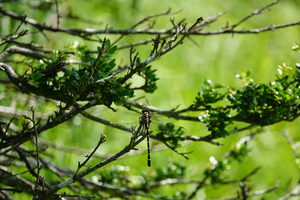 008_240718046 X900 箱根湿生花園 sanaetonnboRX10M4.jpg