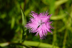 004_240718037 X900 箱根湿性花園 RX10M4.jpg