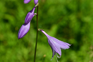 030_240718002 箱根湿生花園 コバギボウシ Z50 Z105mc.jpg