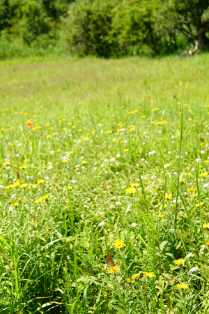 039_240718222m X900 ◎箱根湿性花園 RX10M4.jpg