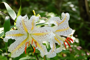 005_240718040 X900 箱根湿性花園 RX10M4.jpg