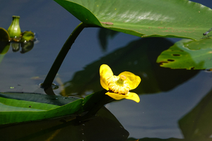 045_240718242 X900 箱根湿性花園 コウホネ RX10M4.jpg