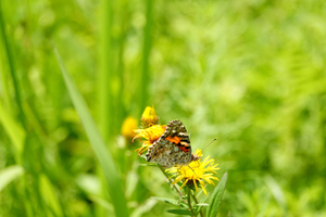 043_240718236 X900 ◎箱根湿性花園 ヒメアカ RX10M4.jpg