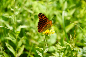 042_240718233 X900 ◎箱根湿性花園 RX10M4.jpg