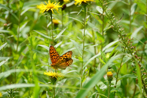 011_240718060 X900 ◎箱根湿生花園 RX10M4.jpg