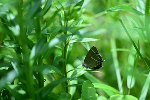 034_240718012 X900 ◎箱根湿生花園 ミドリ Z50 Z105mc.jpg