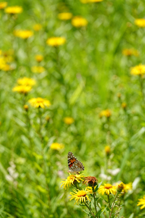 044_240718239 X900 ◎箱根湿性花園 ヒメアカ RX10M4.jpg