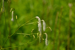 047_240718248 X900 箱根湿性花園 サラシナショウマ RX10M4.jpg