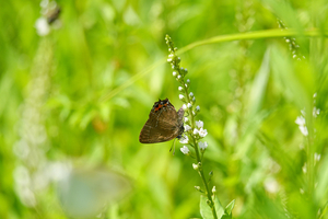 009_240718054 X900 ◎箱根湿生花園 ミヤマカラス RX10M4.jpg