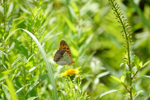 010_240718060 X900 ◎箱根湿生花園 RX10M4.jpg