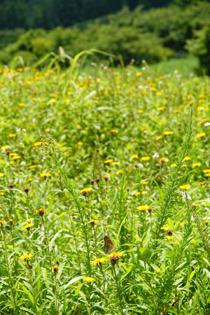 054_240718286s X900 ◎箱根湿生花園 RX10M4.jpg