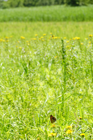 040_240718228 X900 ◎箱根湿性花園 RX10M4.jpg