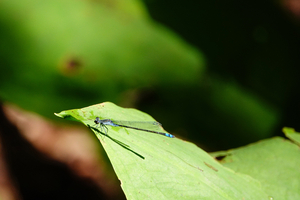 006_240718041 X900 箱根湿生花園 クロイトトンボ RX10M4.jpg