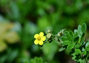 029_240805196 X900 ◎箱根湿性花園 キンロバイ Z50 Z105mc.jpg