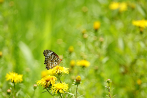 077_240718414 XD900 箱根湿生花園 ツマグロ RX10M4.jpg