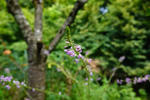 010_240823051 X900 ◎舞岡公園 アレチヌスビトハギ RX10M4.jpg