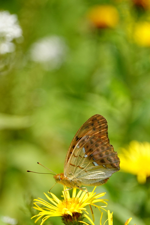 080_240718433 X900 ◎箱根湿生花園 オオウラギンスジ RX10M4.jpg