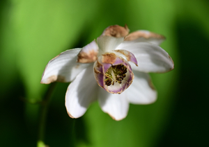 025_240805180 X900 箱根湿性花園 レンゲショウマ Z50 Z105mc.jpg