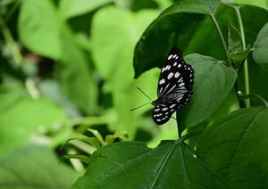 008_220708186 X900 ◎岐阜公園 エノキ Z50 18-140.jpg