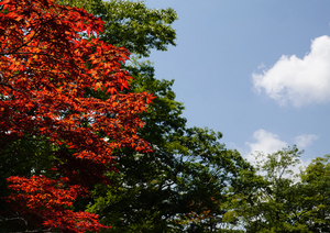 019_240805065m X900 ◎箱根湿生花園 RX10M4.jpg