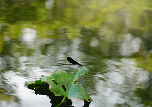 009_240805040 X900 〇箱根湿生花園 ハグロトンボ RX10M4.jpg