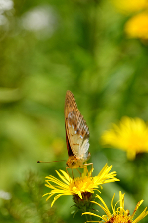 079_240718430t X900 ◎箱根湿生花園 オオウラギンスジ RX10M4.jpg