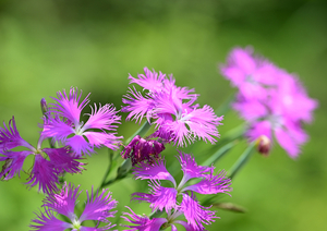 042_240805220 X900 ◎箱根湿性花園 エゾカワラナデシコ Z50 Z105mc.jpg