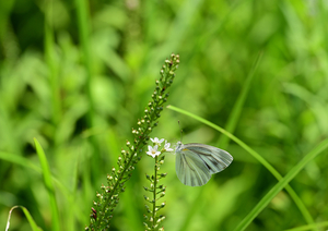 033_240805204 X900 ◎箱根湿性花園 Z50 Z105mc.jpg