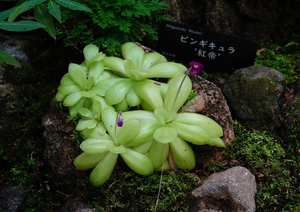 018_240805061 X900 箱根湿生花園 食虫植物 RX10M4.jpg