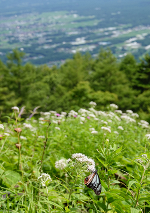 補2_220728386 X900 ◎入笠山 RX10M4.jpg