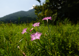 007_240805031 X900 箱根湿生花園 エゾカワラナデシコ RX10M4.jpg