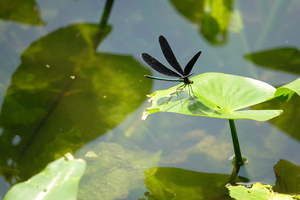 036_240805124 X900 ◎箱根湿性花園 ハグロトンボ RX10M4.jpg