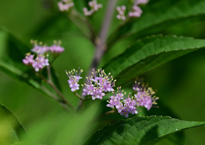 026_240805184 X900 ◎箱根湿性花園 コムラサキ Z50 Z105mc.jpg