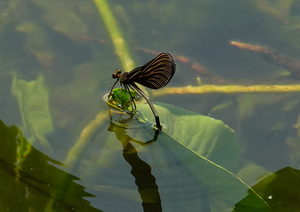 037_240805132t X900 ◎箱根湿性花園 ハグロトンボ RX10M4.jpg