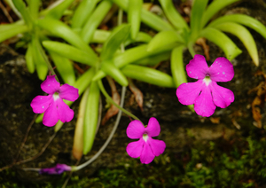 017_240805060 X900 箱根湿生花園 食虫植物 RX10M4.jpg