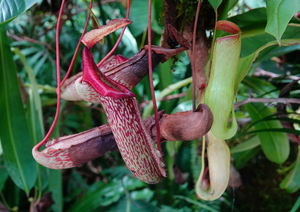 016_240805058 X900 箱根湿生花園 食虫植物 RX10M4.jpg