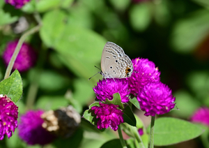 補5_231003103 X900 ◎クマソ センニチコウ 峰岡公園 Z50 Z105mc.jpg