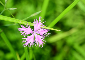 028_240805191 X900 箱根湿性花園 カワラナデシコ Z50 Z105mc.jpg