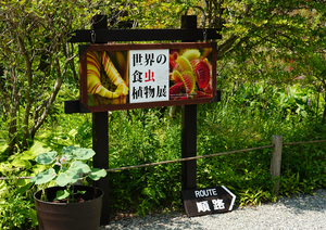 014_240805062 X900 箱根湿生花園 食虫植物 RX10M4.jpg