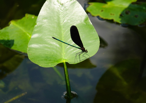 035_240805113 X900 ◎箱根湿性花園 ハグロトンボ RX10M4.jpg