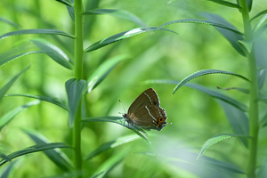 072_240718033 X900 箱根湿生花園 Z50 Z105mc.jpg