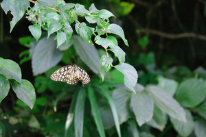 010_240906090 X900 〇▲舞岡公園 アカボシ RX10M4.jpg